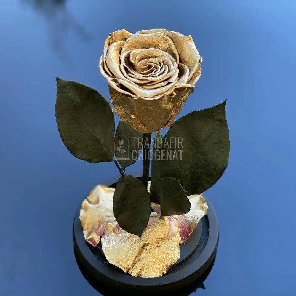 Trandafir Criogenat auriu metalizat Ø6,5cm in cupola 10x20cm - Trandafir-Criogenat.ro