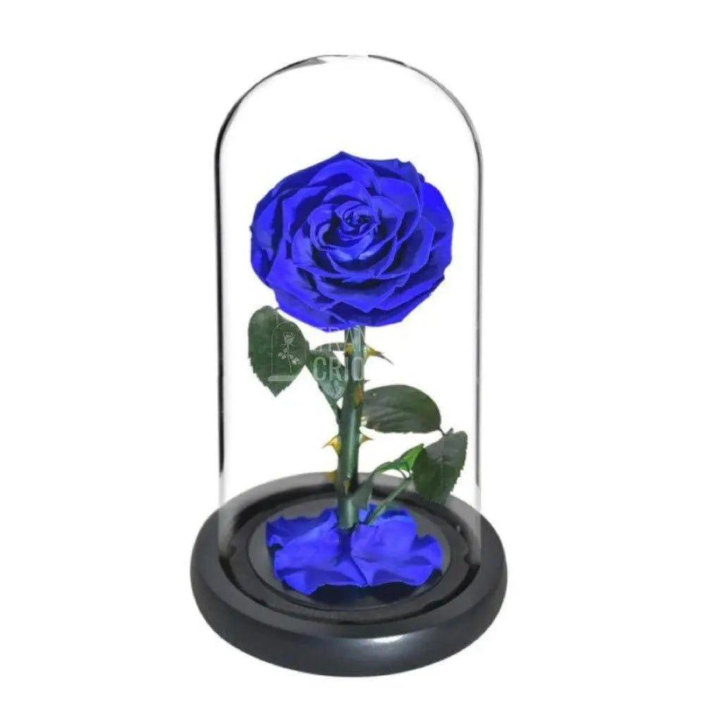 Trandafir Criogenat bella albastru Ø8cm in cupola 10x20cm - Trandafir-Criogenat.ro