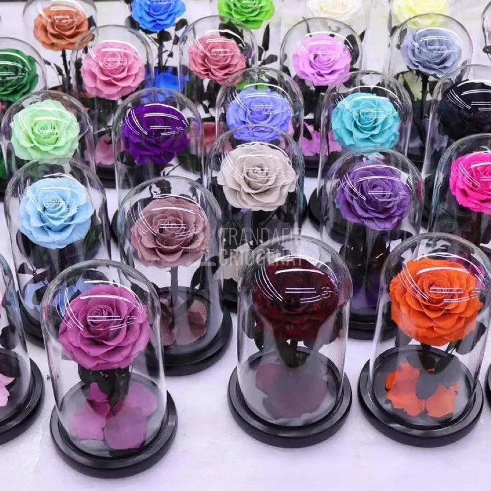 Trandafir Criogenat bella ciclam Ø8cm in cupola 10x20cm - Trandafir-Criogenat.ro