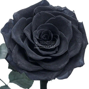 Trandafir Criogenat bella negru Ø8cm in cupola 12x25cm - Trandafir-Criogenat.ro