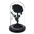 Trandafir Criogenat bella negru Ø8cm in cupola 12x25cm - Trandafir-Criogenat.ro