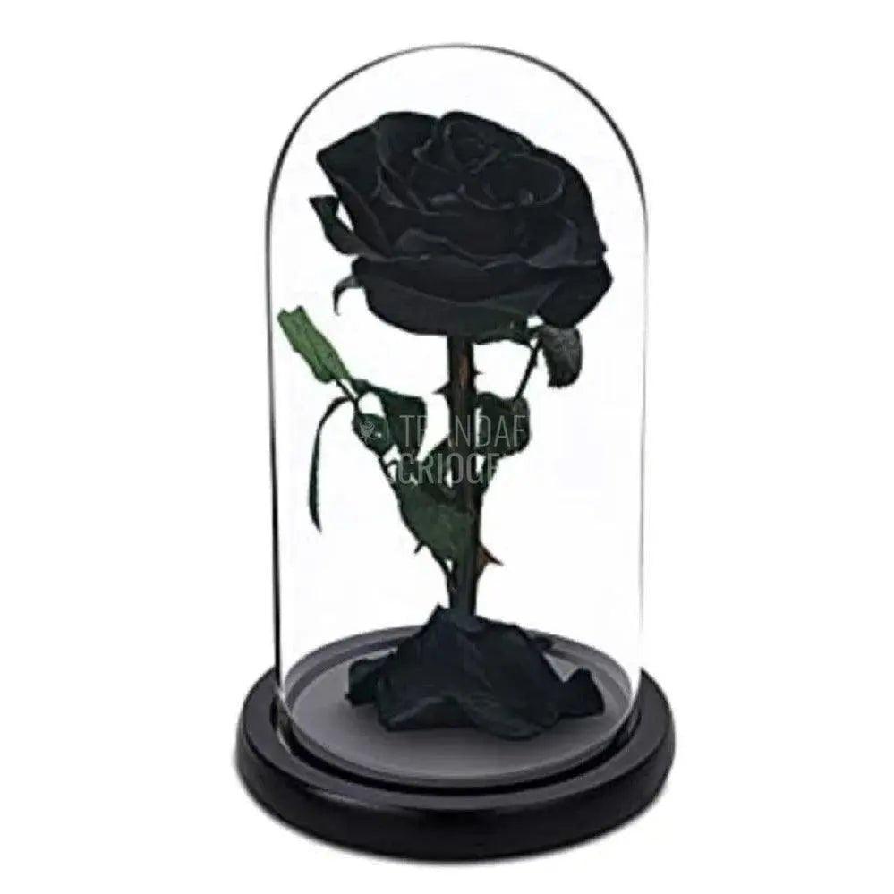 Trandafir Criogenat bella negru Ø8cm in cupola 12x25cm - Trandafir-Criogenat.ro