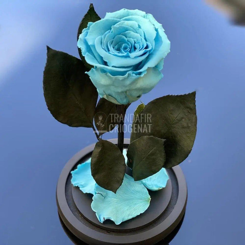 Trandafir Criogenat bleu Ø6,5cm in cupola de sticla 10x20cm - Trandafir-Criogenat.ro