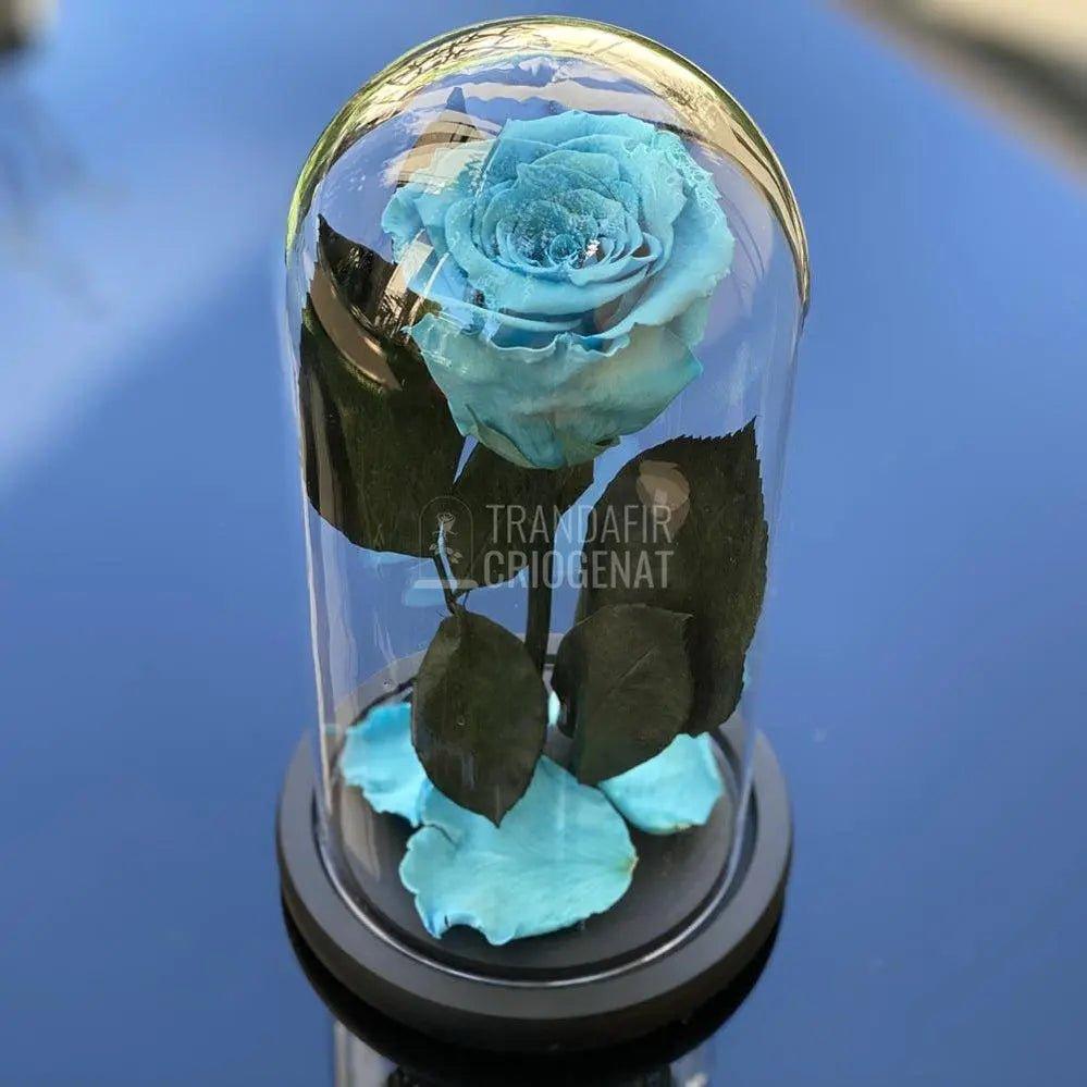 Trandafir Criogenat bleu Ø6,5cm in cupola de sticla 10x20cm - Trandafir-Criogenat.ro