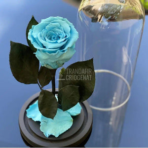 Trandafir Criogenat bleu Ø6,5cm in cupola de sticla 10x20cm - Trandafir-Criogenat.ro
