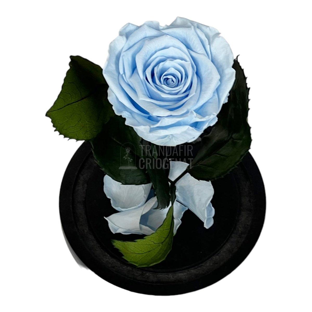 Trandafir Criogenat bleu Ø6,5cm in cupola sticla 10x20cm - Trandafir-Criogenat.ro