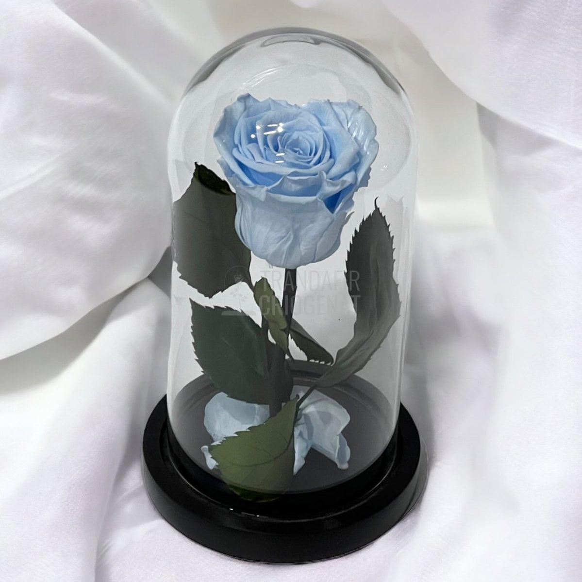 Trandafir Criogenat bleu Ø6,5cm in cupola sticla 10x20cm - Trandafir-Criogenat.ro