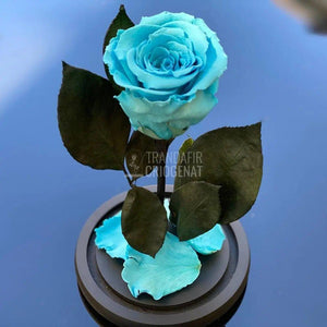 Trandafir Criogenat bleu Ø6,5cm in cupola sticla 12x25cm - Trandafir-Criogenat.ro