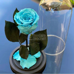 Trandafir Criogenat bleu Ø6,5cm in cupola sticla 12x25cm - Trandafir-Criogenat.ro