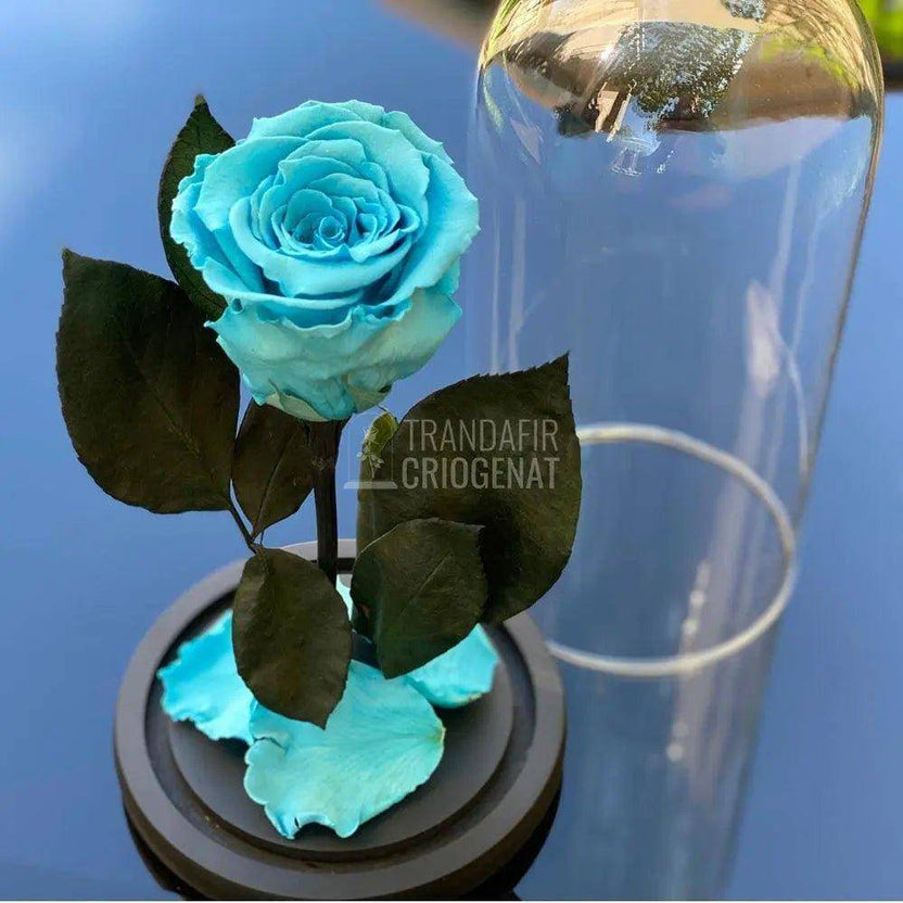 Trandafir Criogenat bleu Ø6,5cm in cupola sticla 12x25cm - Trandafir-Criogenat.ro