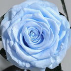 Trandafir Criogenat bleu xxl Ø9,5cm in cupola sticla 15x25cm - Trandafir-Criogenat.ro