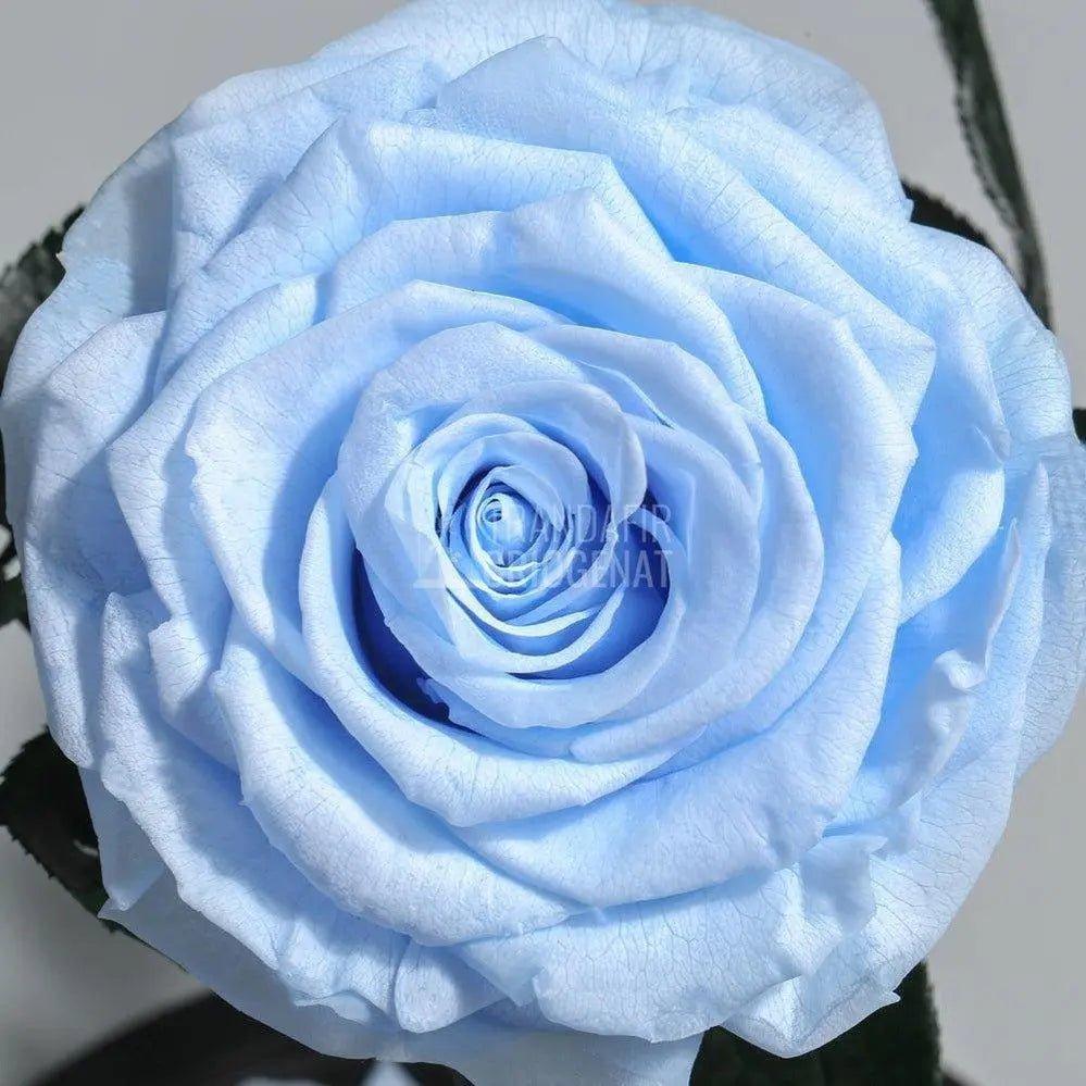 Trandafir Criogenat bleu xxl Ø9,5cm in cupola sticla 15x25cm - Trandafir-Criogenat.ro