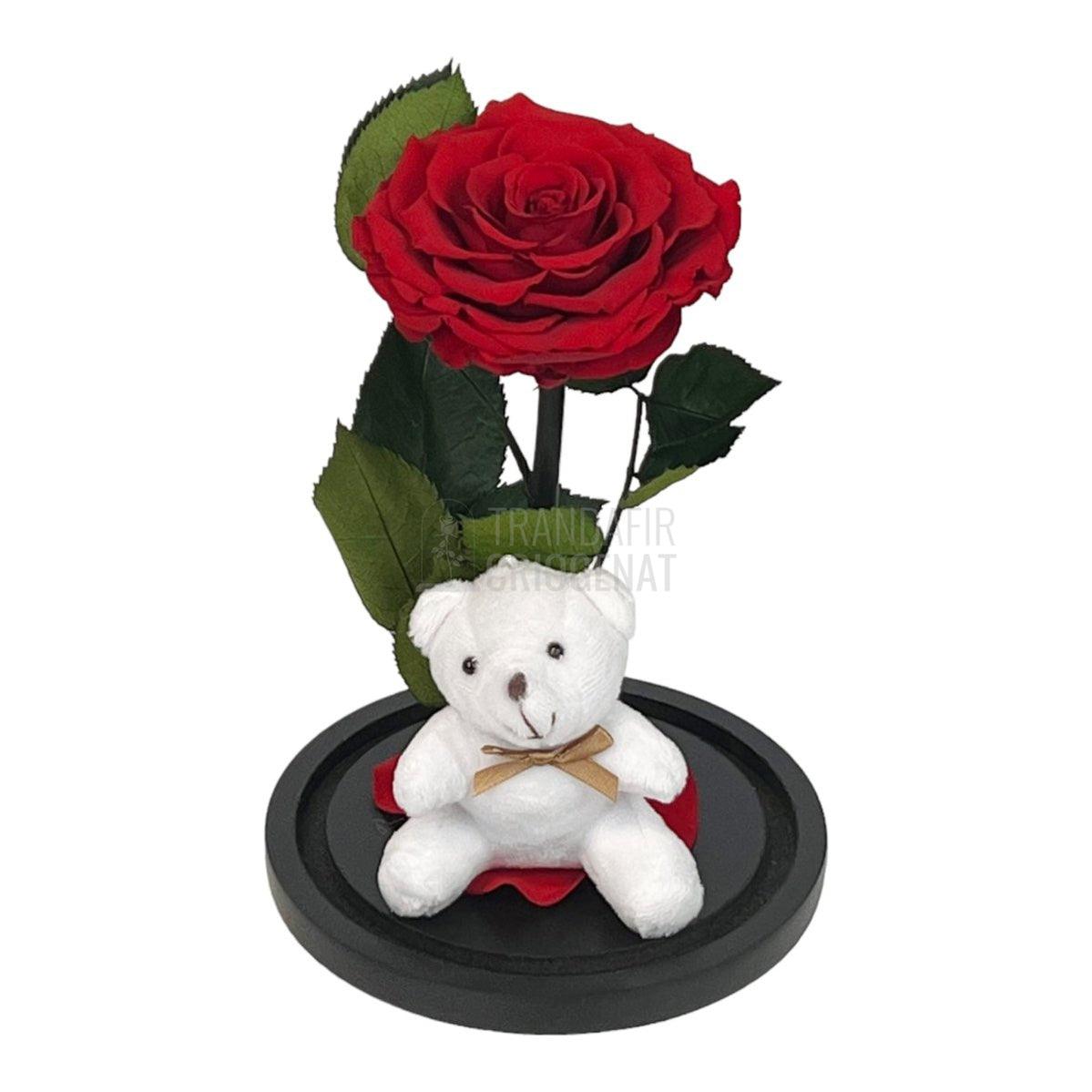 Trandafir Criogenat Bonita rosu in cupola sticla cu Ursulet - Trandafir-Criogenat.ro
