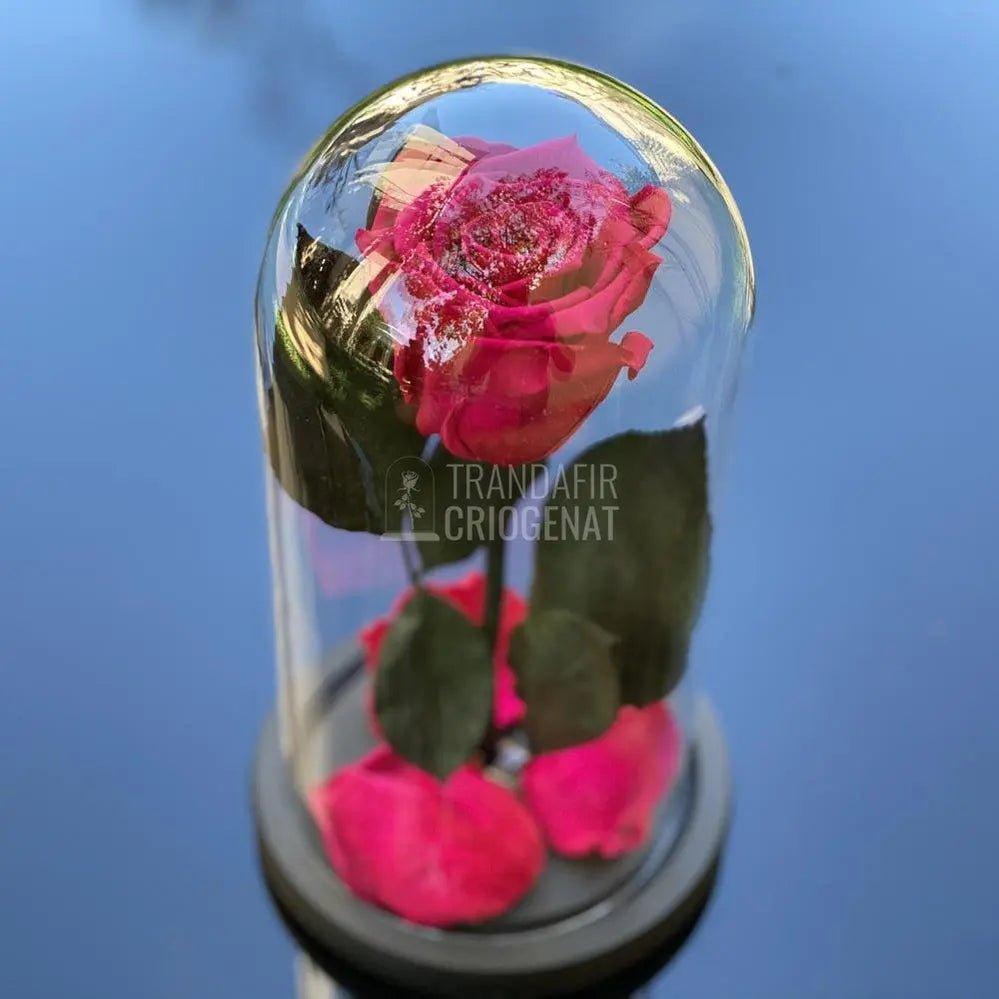 Trandafir Criogenat ciclam inchis Ø6,5cm in cupola 10x20cm - Trandafir-Criogenat.ro