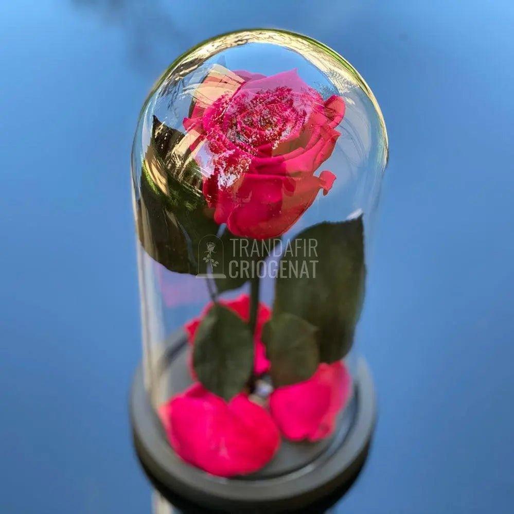 Trandafir Criogenat ciclam inchis Ø6,5cm in cupola 12x25cm - Trandafir-Criogenat.ro