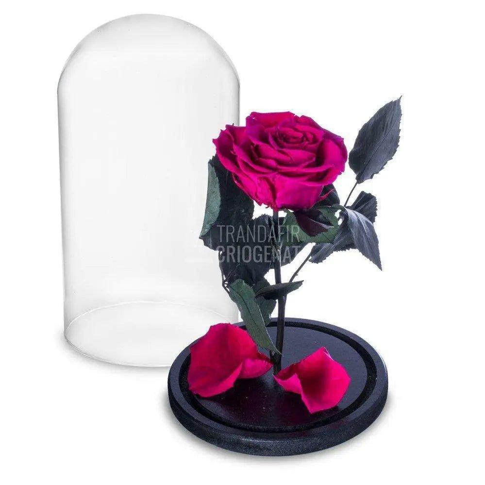 Trandafir Criogenat ciclam inchis Ø6,5cm in cupola sticla - Trandafir-Criogenat.ro