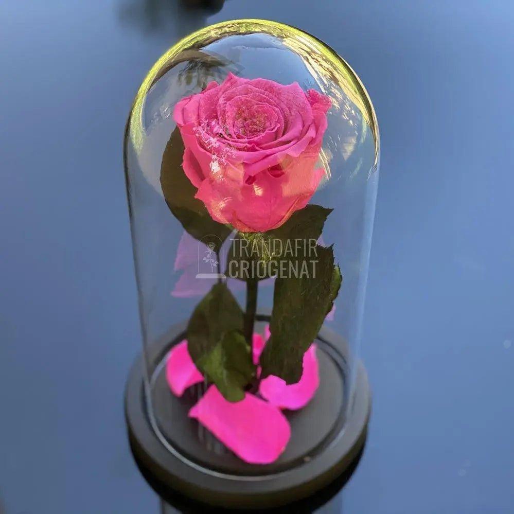 Trandafir Criogenat ciclam Ø6,5cm in cupola de sticla 10x20cm - Trandafir-Criogenat.ro