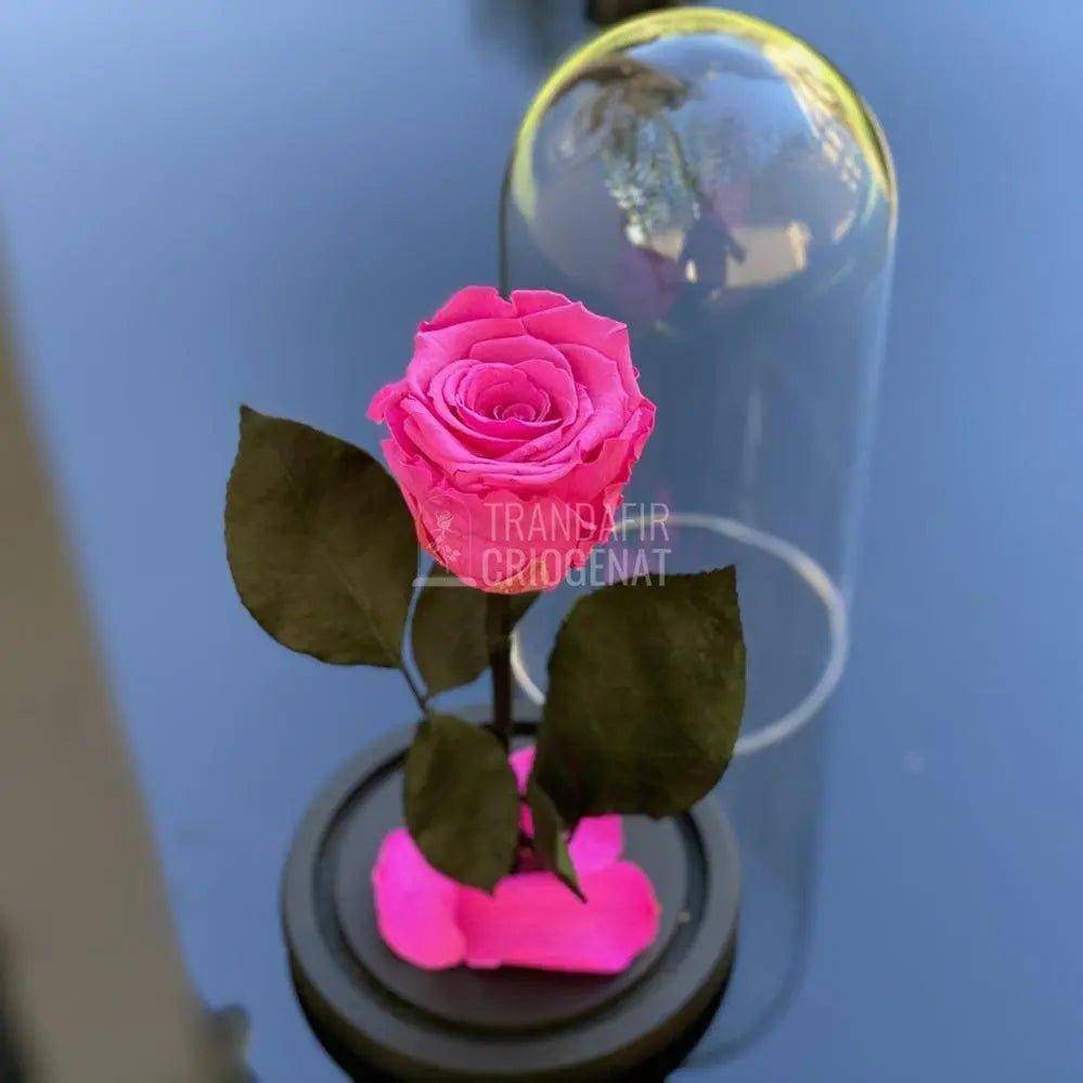 Trandafir Criogenat ciclam Ø6,5cm in cupola de sticla 10x20cm - Trandafir-Criogenat.ro