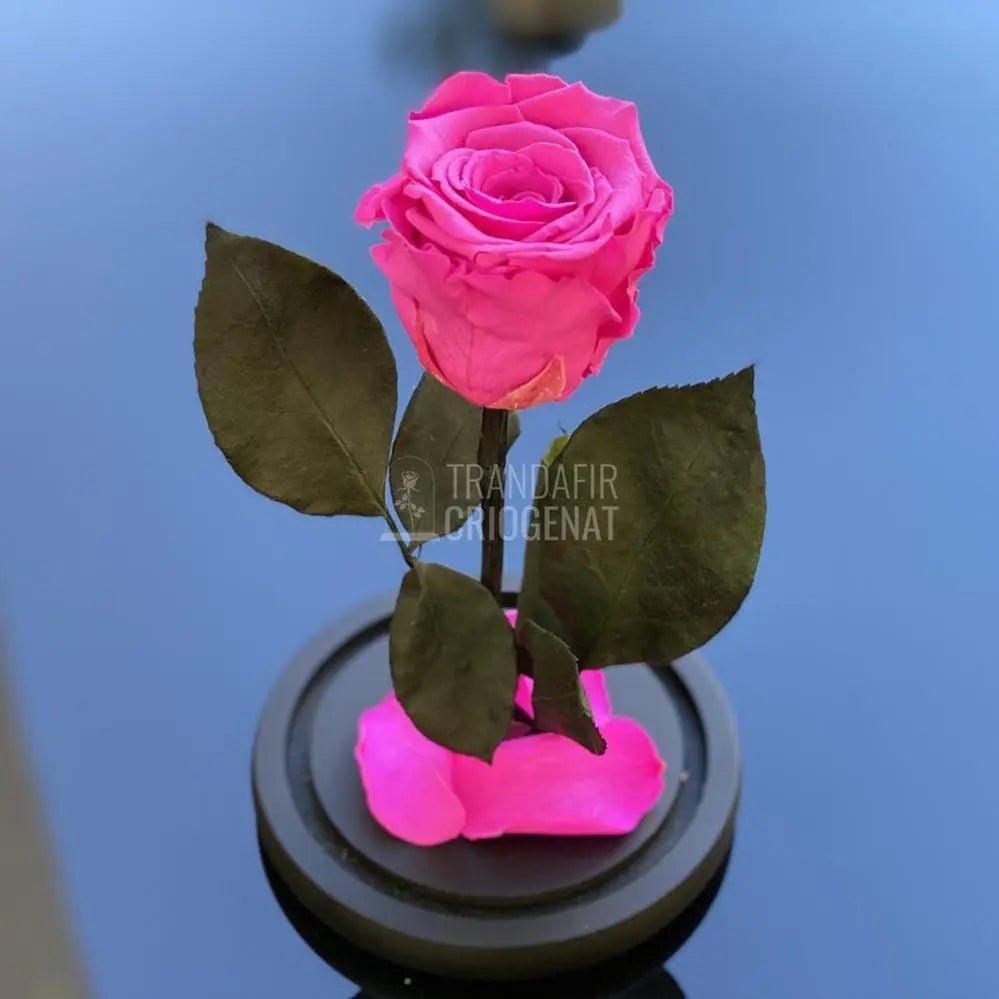 Trandafir Criogenat ciclam Ø6,5cm in cupola de sticla 10x20cm - Trandafir-Criogenat.ro