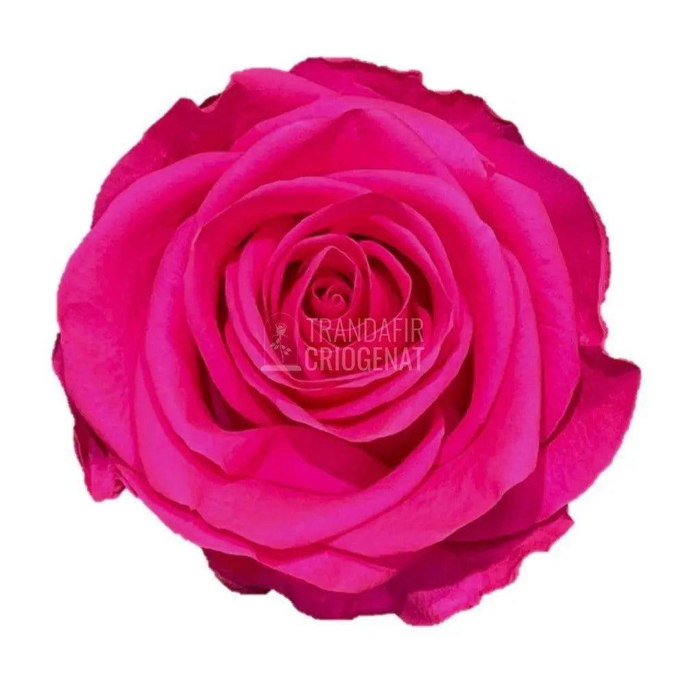 Trandafir Criogenat ciclam Ø8cm in cupola de sticla 12x25cm - Trandafir-Criogenat.ro