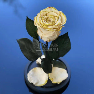 Trandafir Criogenat crem cu sclipici Ø6,5cm in cupola 10x20cm - Trandafir-Criogenat.ro