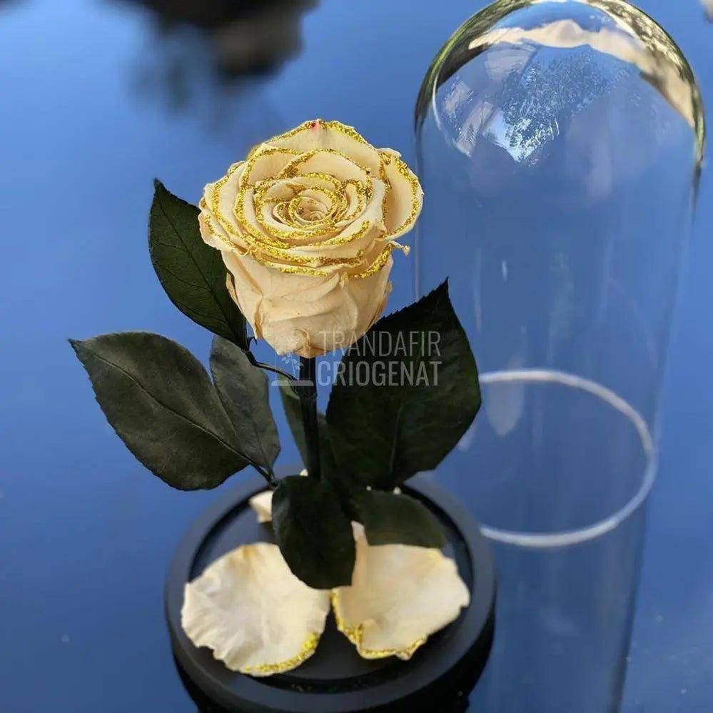 Trandafir Criogenat crem cu sclipici Ø6,5cm in cupola 10x20cm - Trandafir-Criogenat.ro