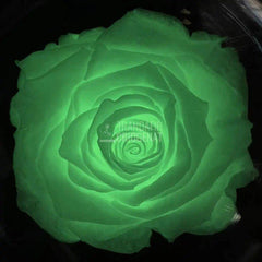 Trandafir Criogenat fosforescent verde, cupola 10x20cm - Trandafir-Criogenat.ro