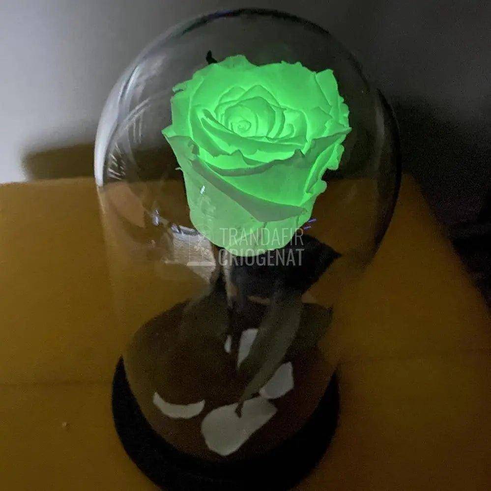 Trandafir Criogenat fosforescent verde, cupola 10x20cm - Trandafir-Criogenat.ro