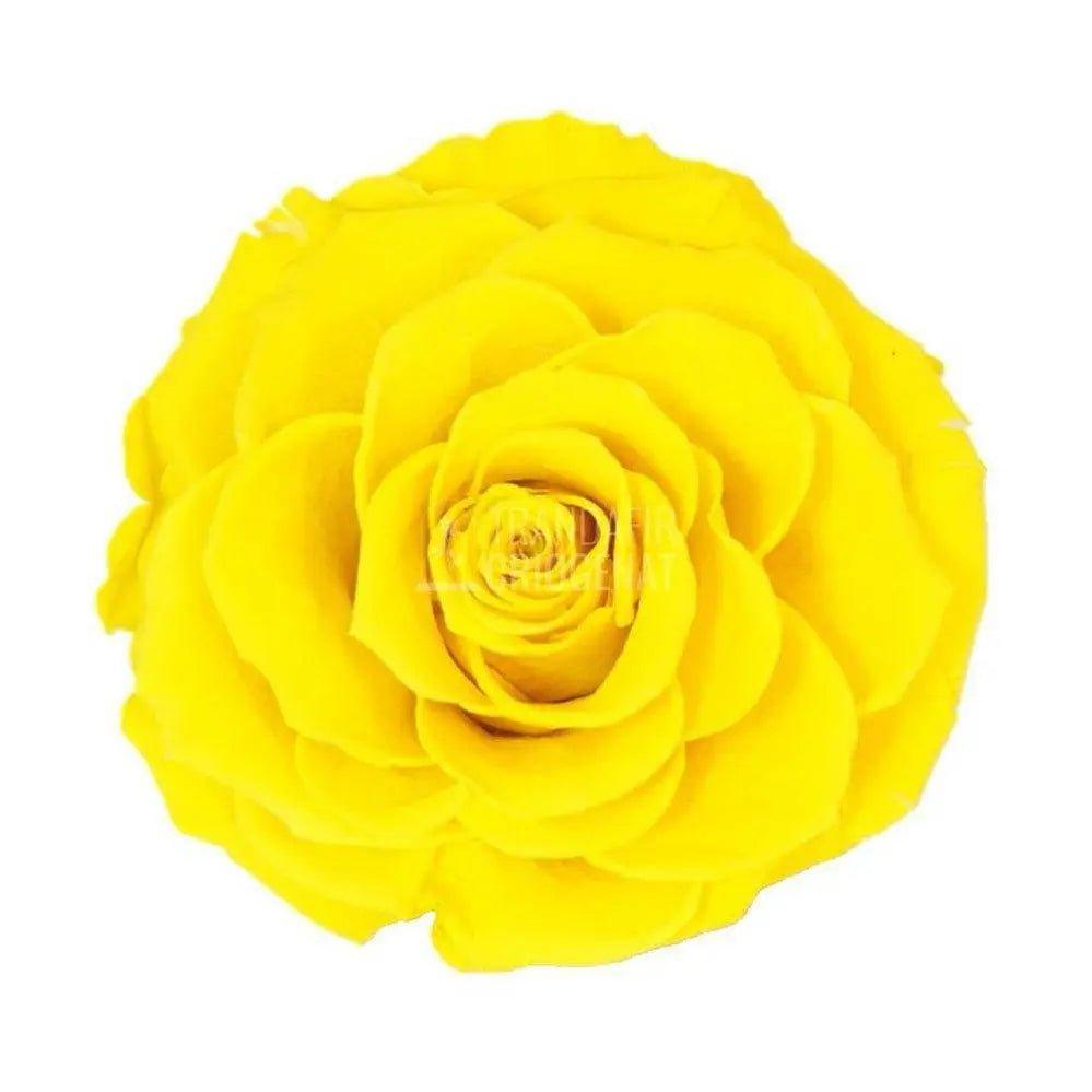 Trandafir Criogenat galben bella Ø8cm in cupola 12x25cm - Trandafir-Criogenat.ro