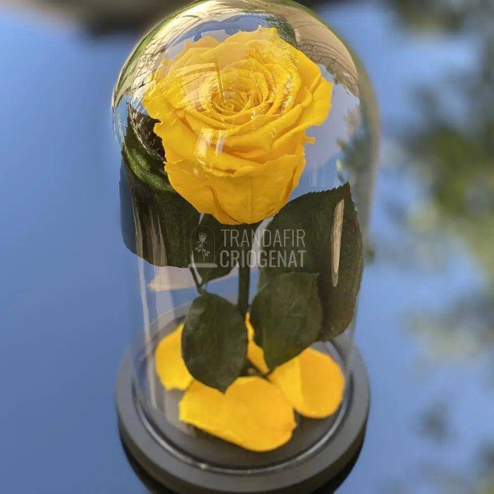 Trandafir Criogenat galben Ø6,5cm in cupola de sticla 10x20cm - Trandafir-Criogenat.ro