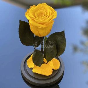 Trandafir Criogenat galben Ø6,5cm in cupola de sticla 10x20cm - Trandafir-Criogenat.ro