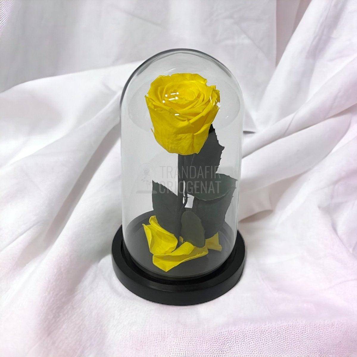 Trandafir Criogenat galben Ø6,5cm in cupola sticla, cu mesaj - Trandafir-Criogenat.ro