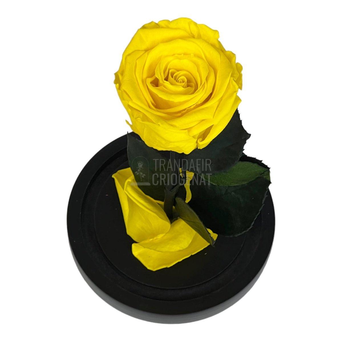 Trandafir Criogenat galben Ø6,5cm in cupola sticla, cu mesaj - Trandafir-Criogenat.ro