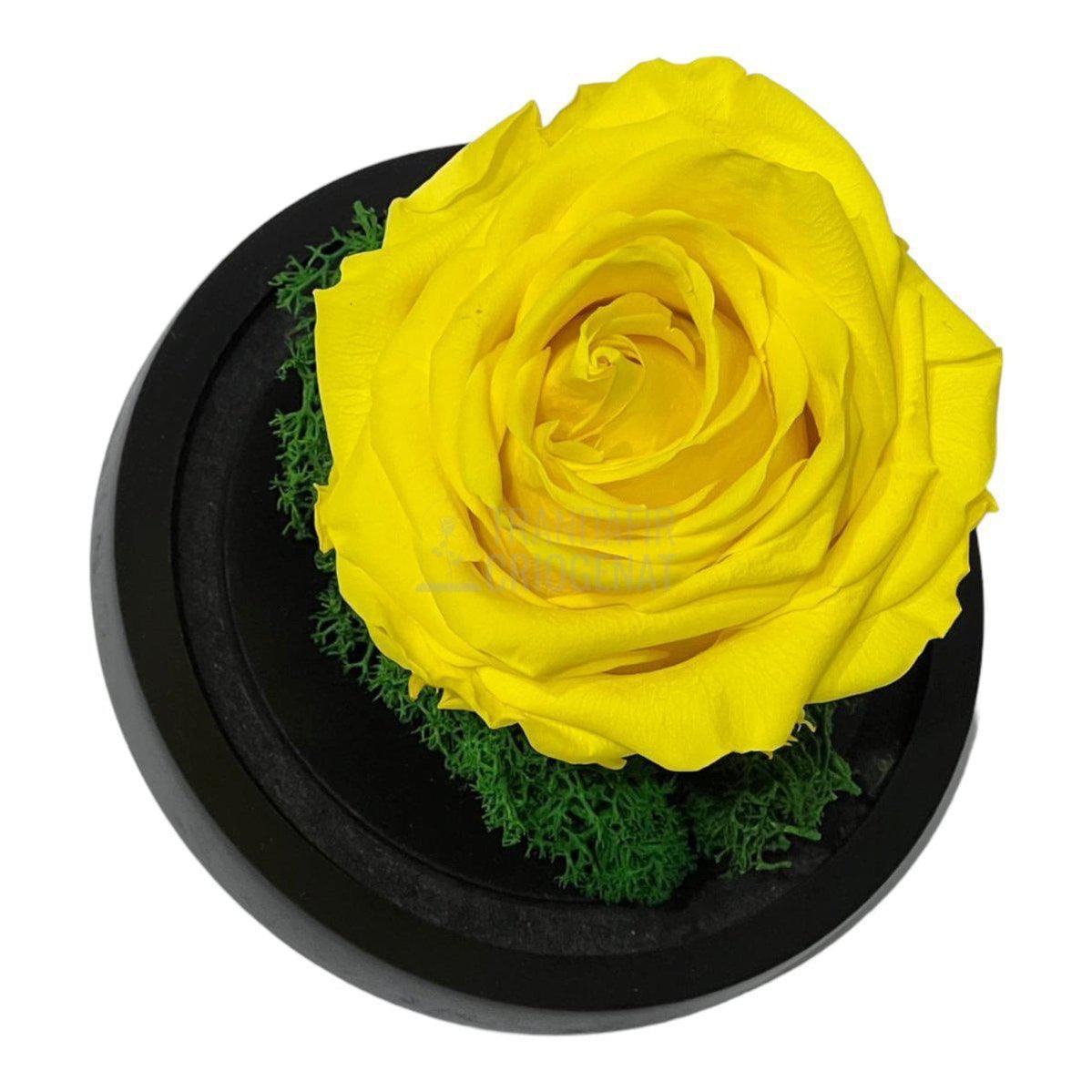 Trandafir Criogenat galben Ø8cm in cupola de sticla 10x15cm - Trandafir-Criogenat.ro