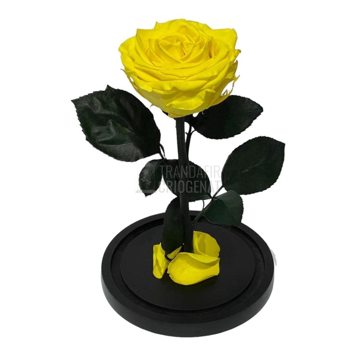 Trandafir Criogenat galben Ø8cm in cupola de sticla, cu mesaj - Trandafir-Criogenat.ro