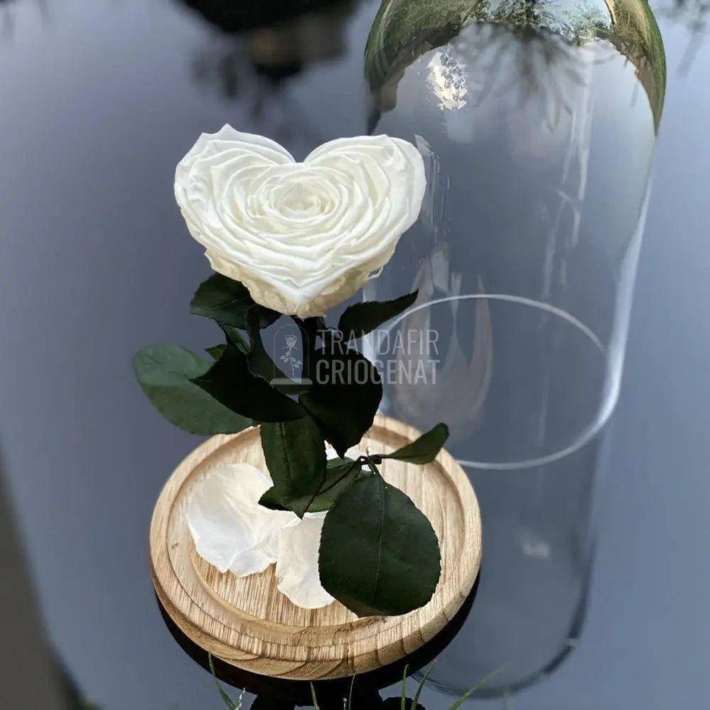 Trandafir Criogenat inima alb Ø9cm in cupola 12x25cm - Trandafir-Criogenat.ro