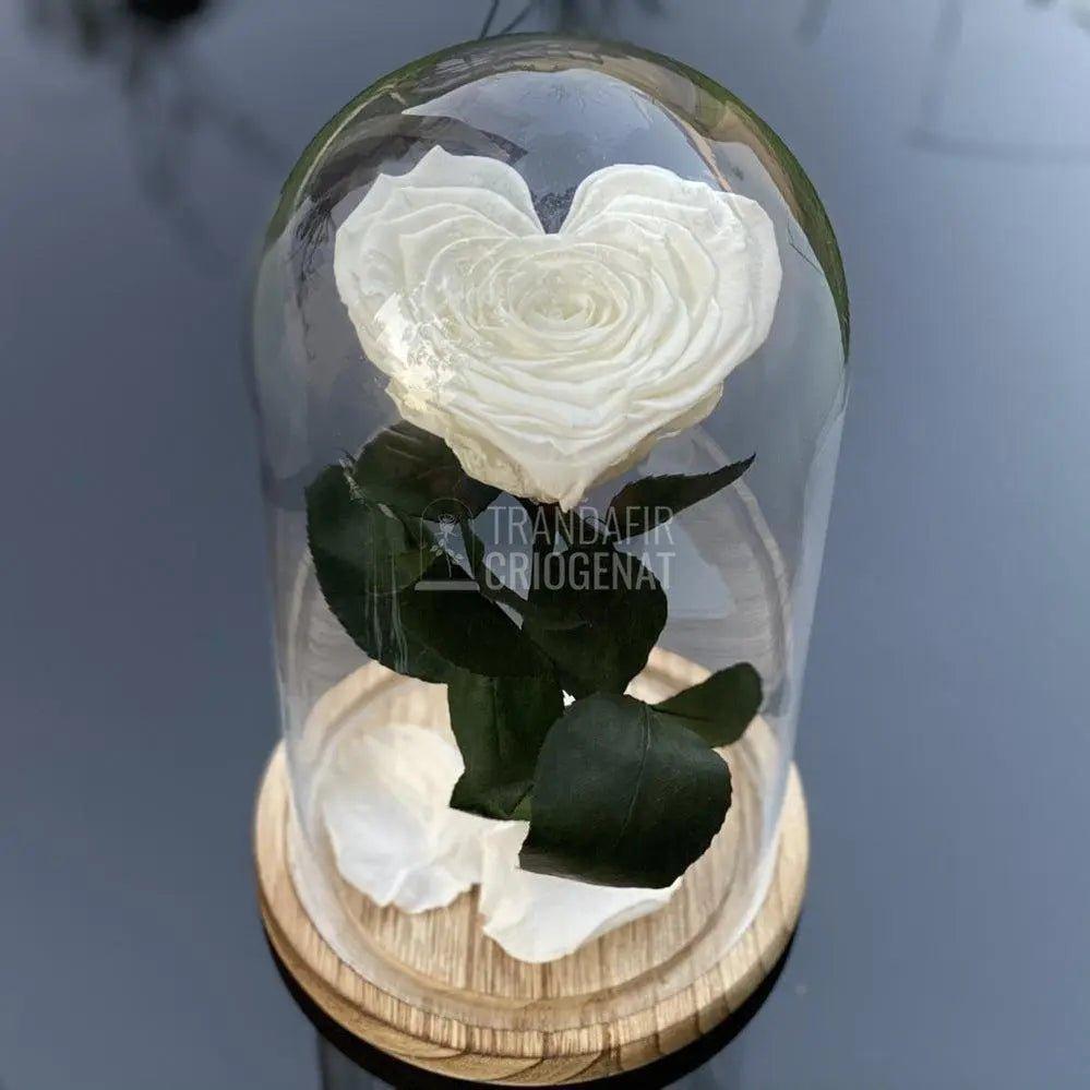 Trandafir Criogenat inima alb Ø9cm in cupola 12x25cm - Trandafir-Criogenat.ro