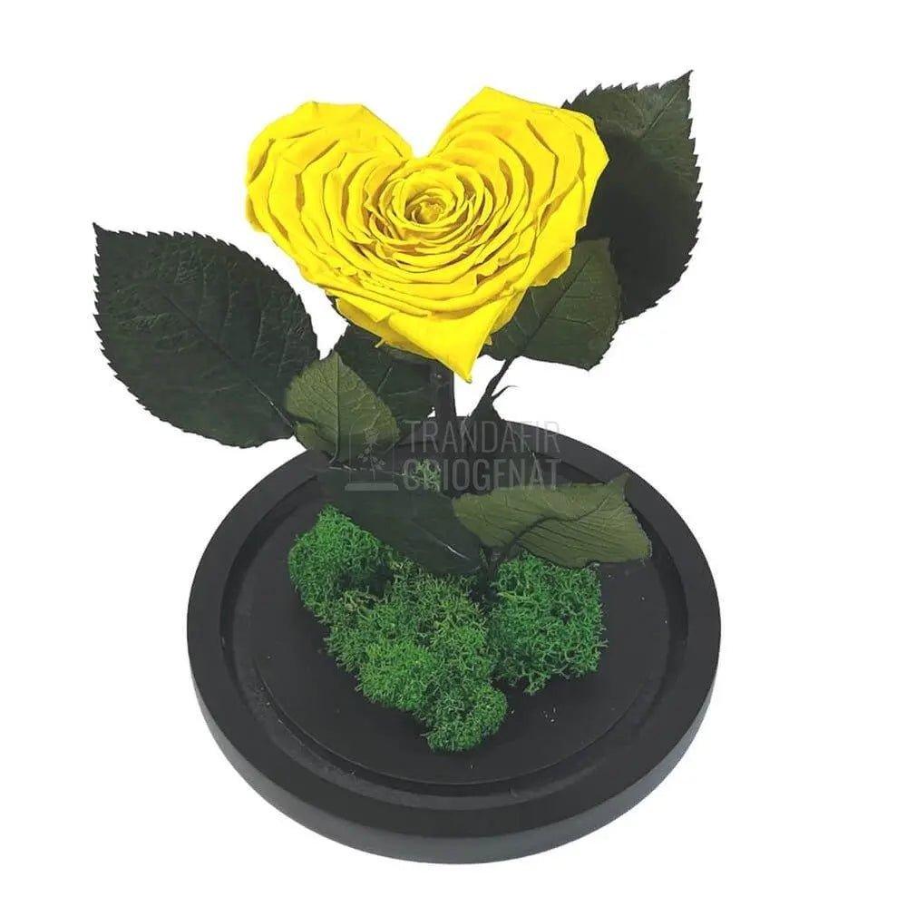 Trandafir Criogenat inima galbena Ø9cm in cupola 12x25cm - Trandafir-Criogenat.ro