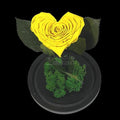 Trandafir Criogenat inima galbena Ø9cm in cupola 12x25cm - Trandafir-Criogenat.ro