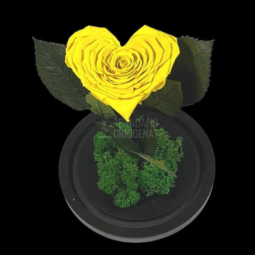 Trandafir Criogenat inima galbena Ø9cm in cupola 12x25cm - Trandafir-Criogenat.ro