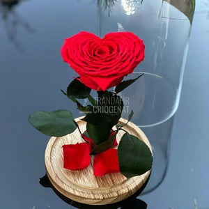 Trandafir Criogenat inima rosu Ø9cm in cupola 12x25cm - Trandafir-Criogenat.ro