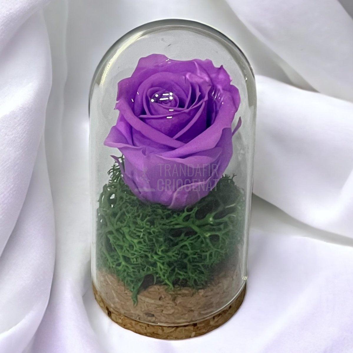 Trandafir Criogenat lila in cupola de sticla 5x9,5cm (marturie) - Trandafir-Criogenat.ro