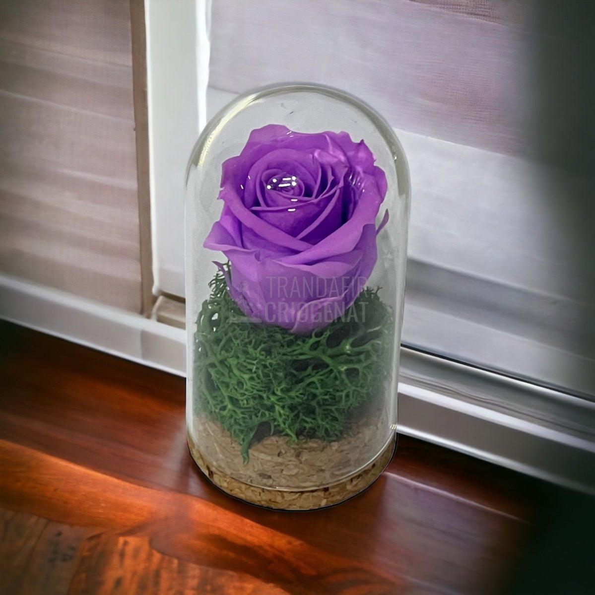 Trandafir Criogenat lila in cupola de sticla 5x9,5cm (marturie) - Trandafir-Criogenat.ro