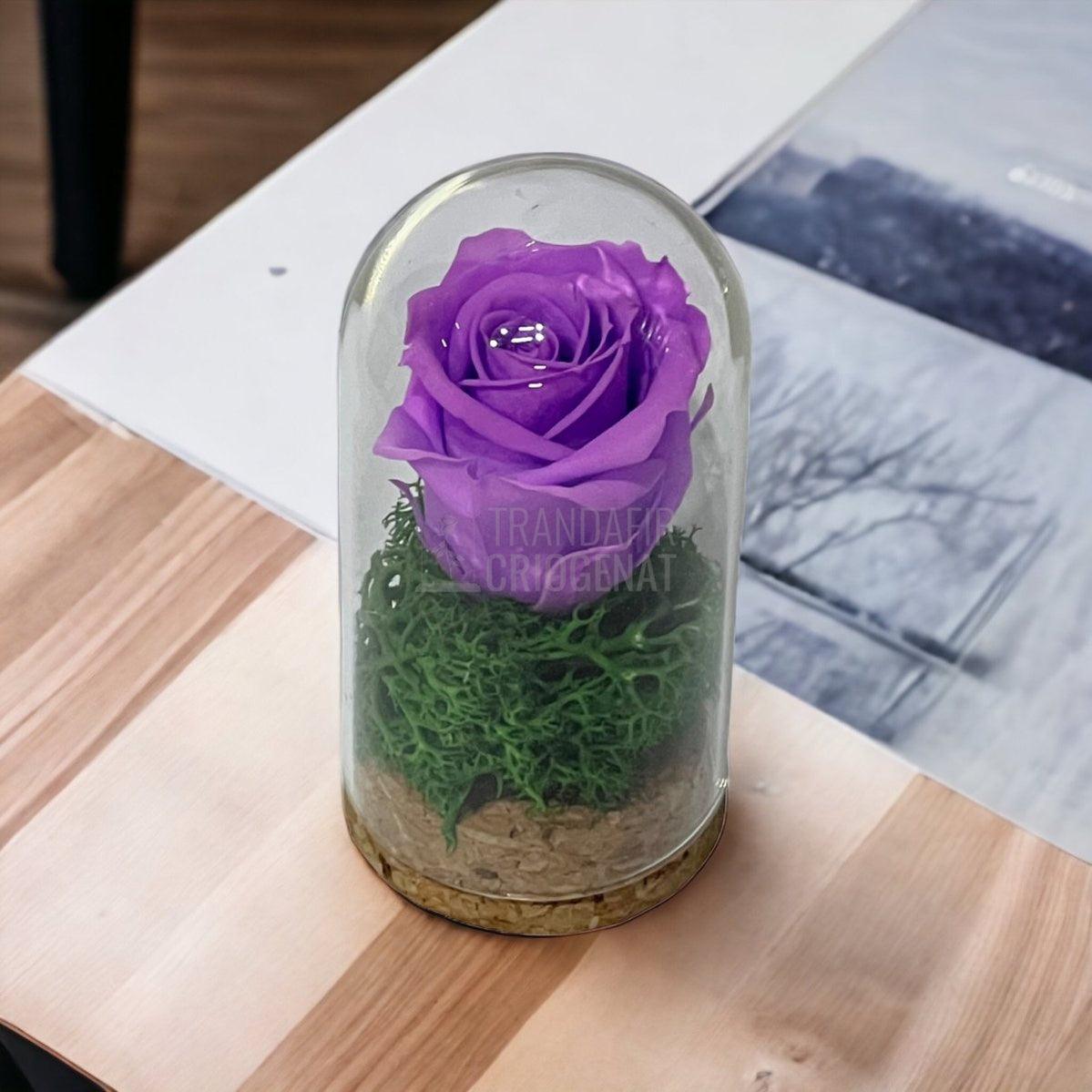 Trandafir Criogenat lila in cupola de sticla 5x9,5cm (marturie) - Trandafir-Criogenat.ro