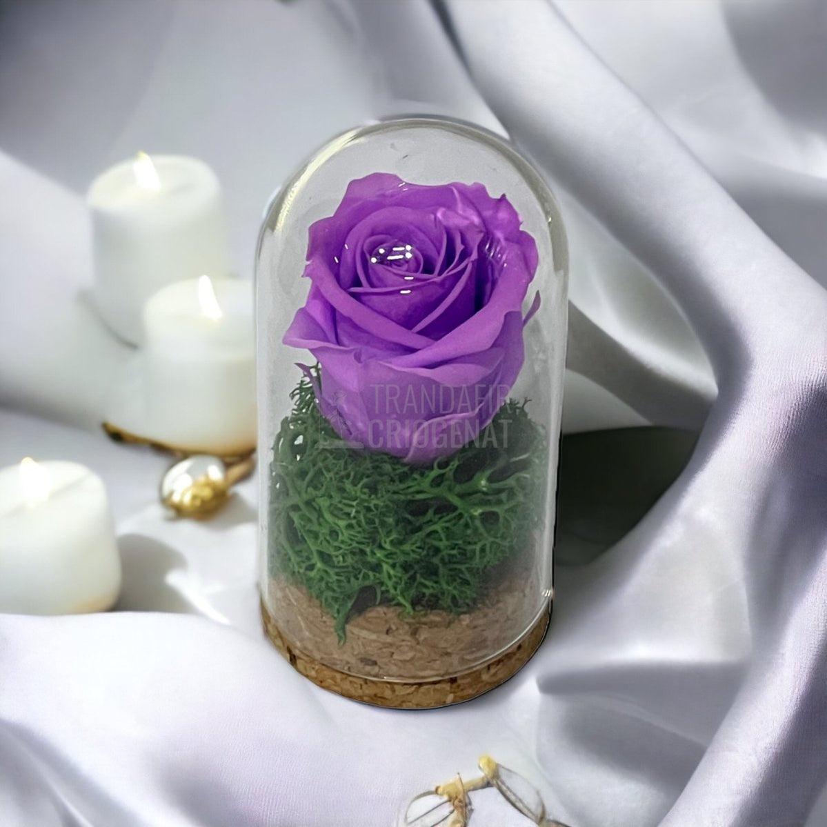 Trandafir Criogenat lila in cupola de sticla 5x9,5cm (marturie) - Trandafir-Criogenat.ro