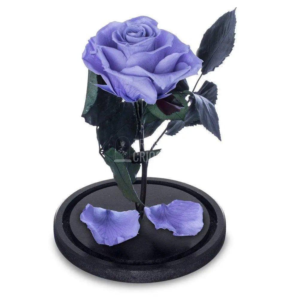 Trandafir Criogenat lila Ø6,5cm in cupola de sticla 10x20cm - Trandafir-Criogenat.ro