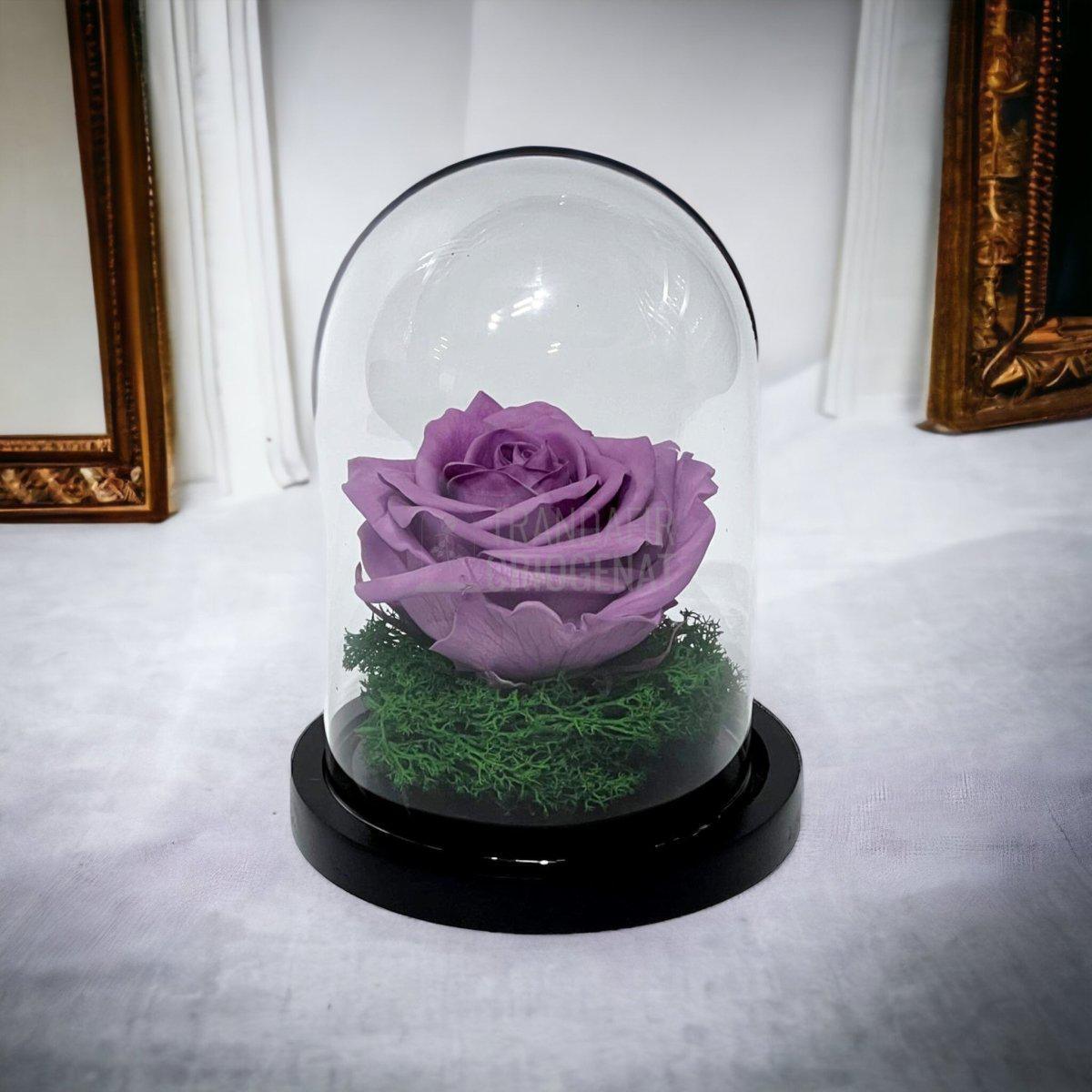 Trandafir Criogenat lila Ø8cm in cupola de sticla 10x15cm - Trandafir-Criogenat.ro