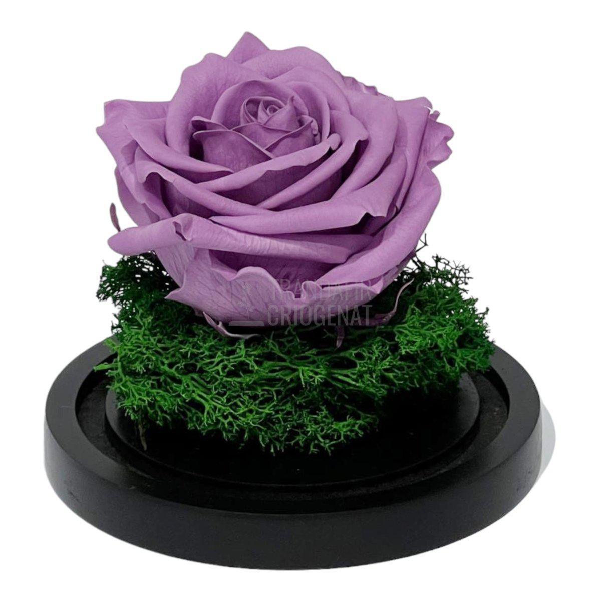 Trandafir Criogenat lila Ø8cm in cupola de sticla 10x15cm - Trandafir-Criogenat.ro