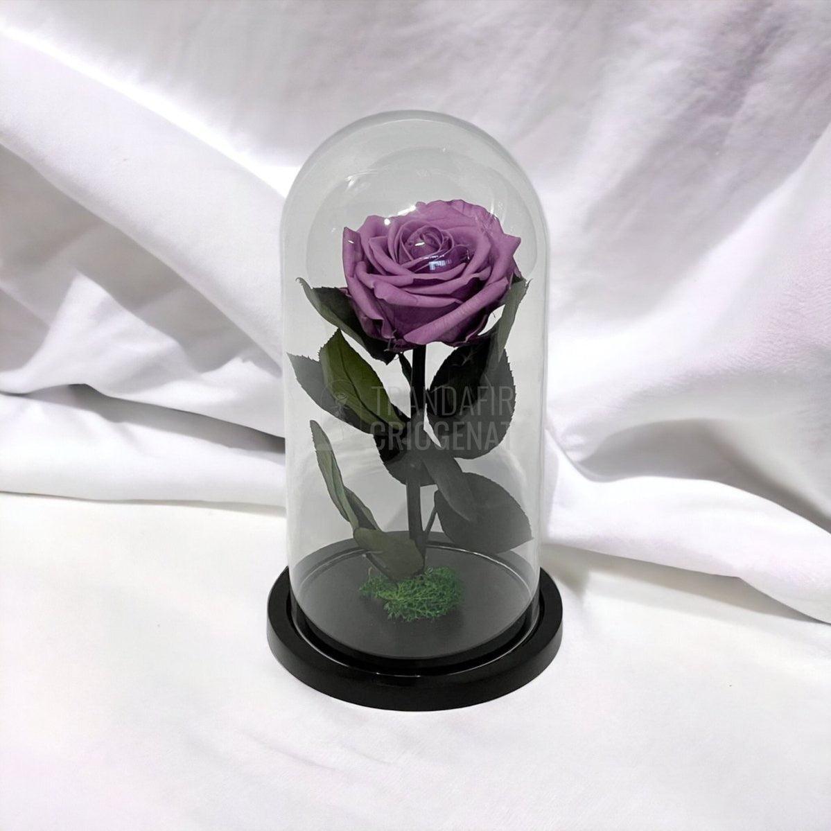 Trandafir Criogenat lila Ø8cm in cupola de sticla, cu mesaj - Trandafir-Criogenat.ro