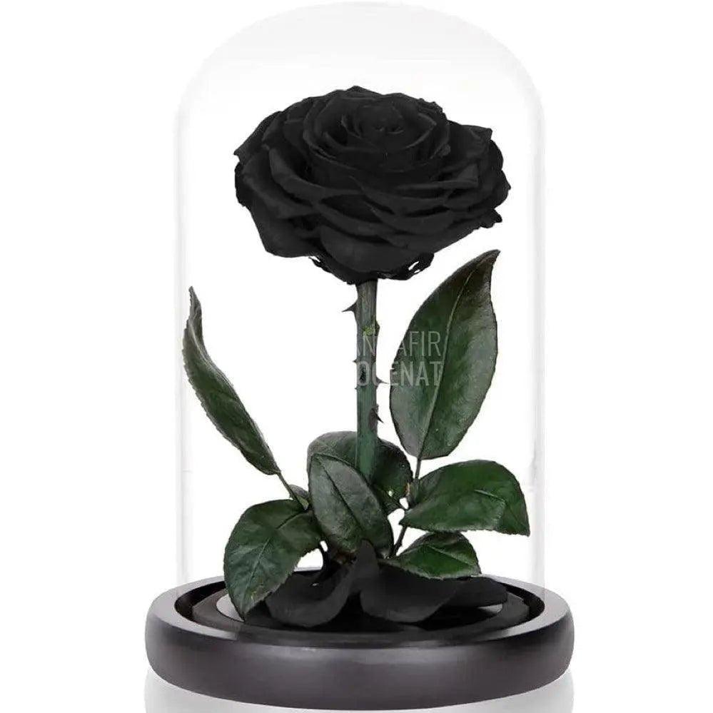 Trandafir Criogenat mare negru Ø9,5cm in cupola sticla 15x25cm - Trandafir-Criogenat.ro